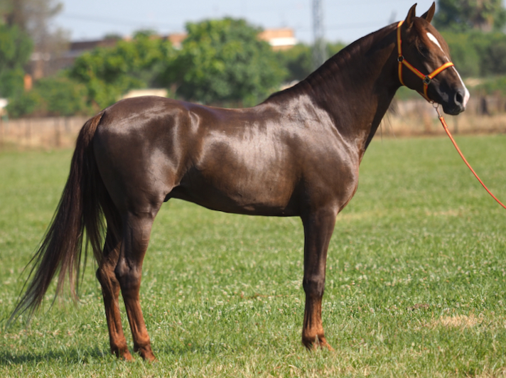 Iberian BLACK PRE HORSE 